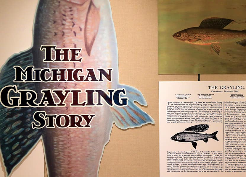 a poster of 3 fish with the text The Michigan Grayling Story, in the bottom right there is an excerpt of an aging book that features the fish