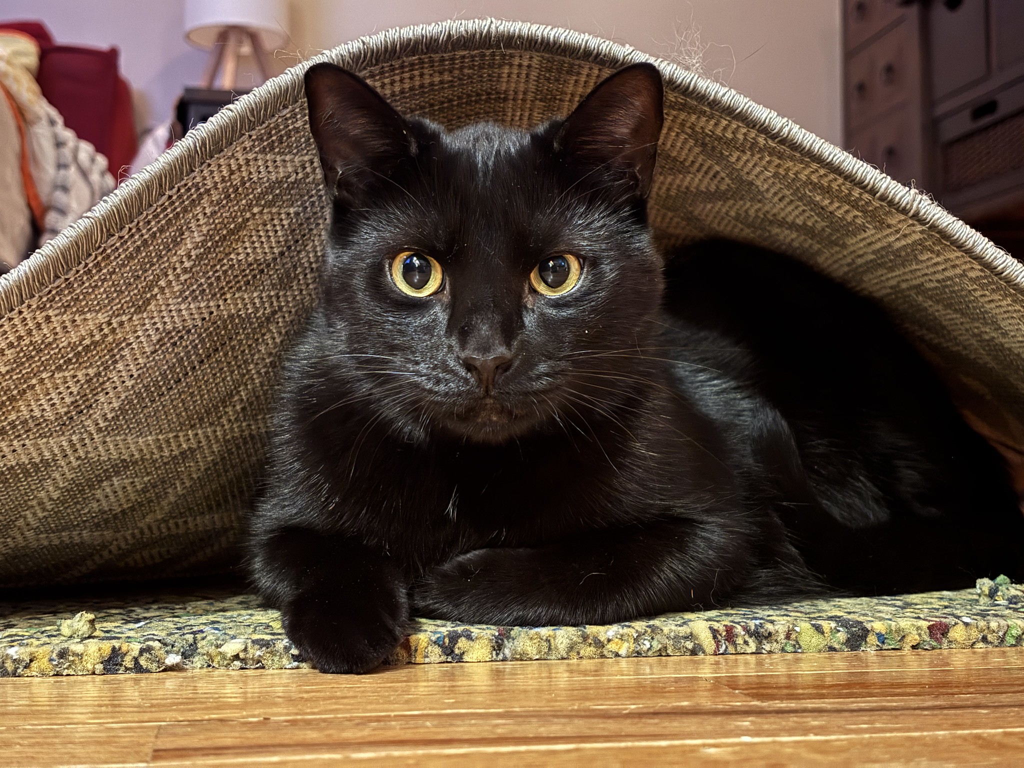 A cat with shiny black fur and yellow eyes lays under a carpet