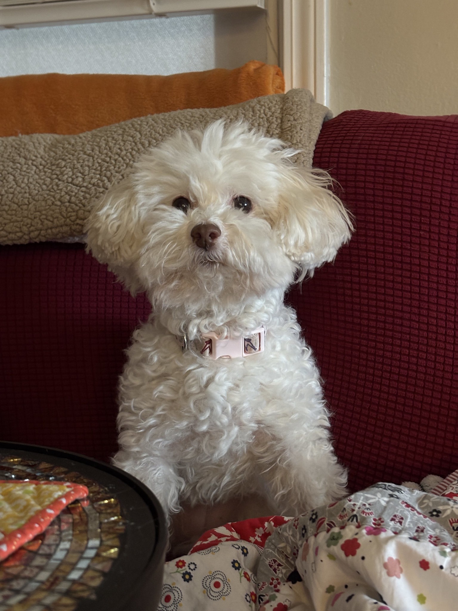 White fluffy small dog with pink collar