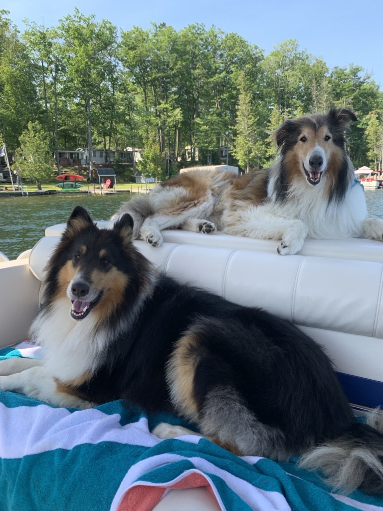 Long hair collie dogs riding on a pontoon boat on a sunny day
