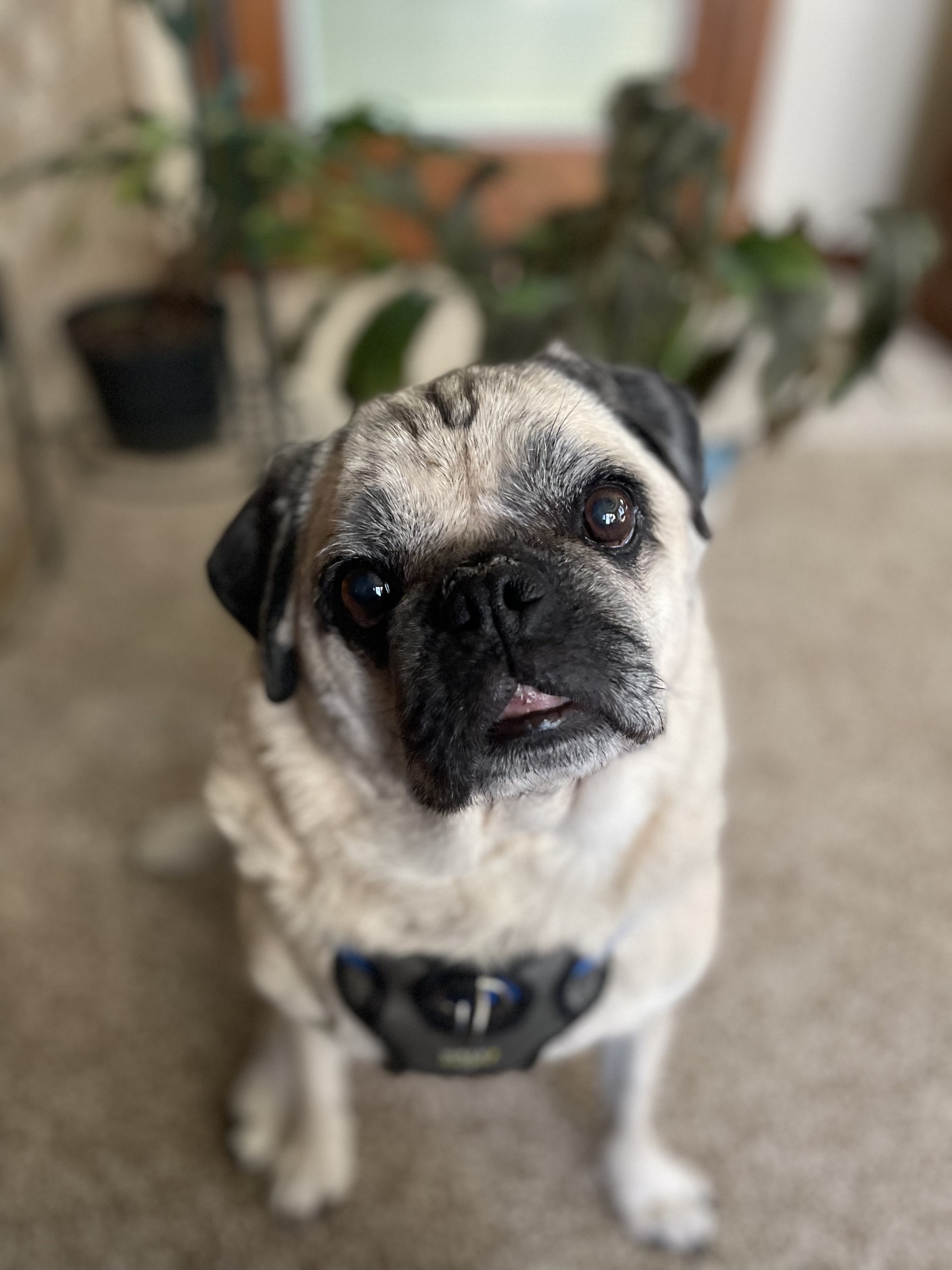 Tan pug-like dog