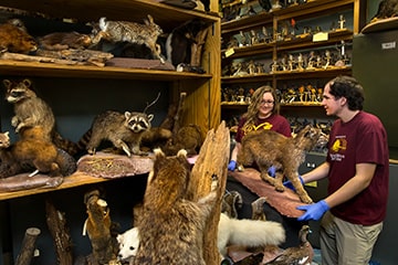 Students holding a taxidermy bobcat specimen within the zoology collection at the CMU Museum.