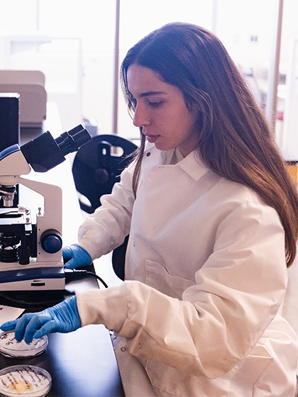 A student in a white lab coat and gloves looking at various petri dishes thru a microscope.