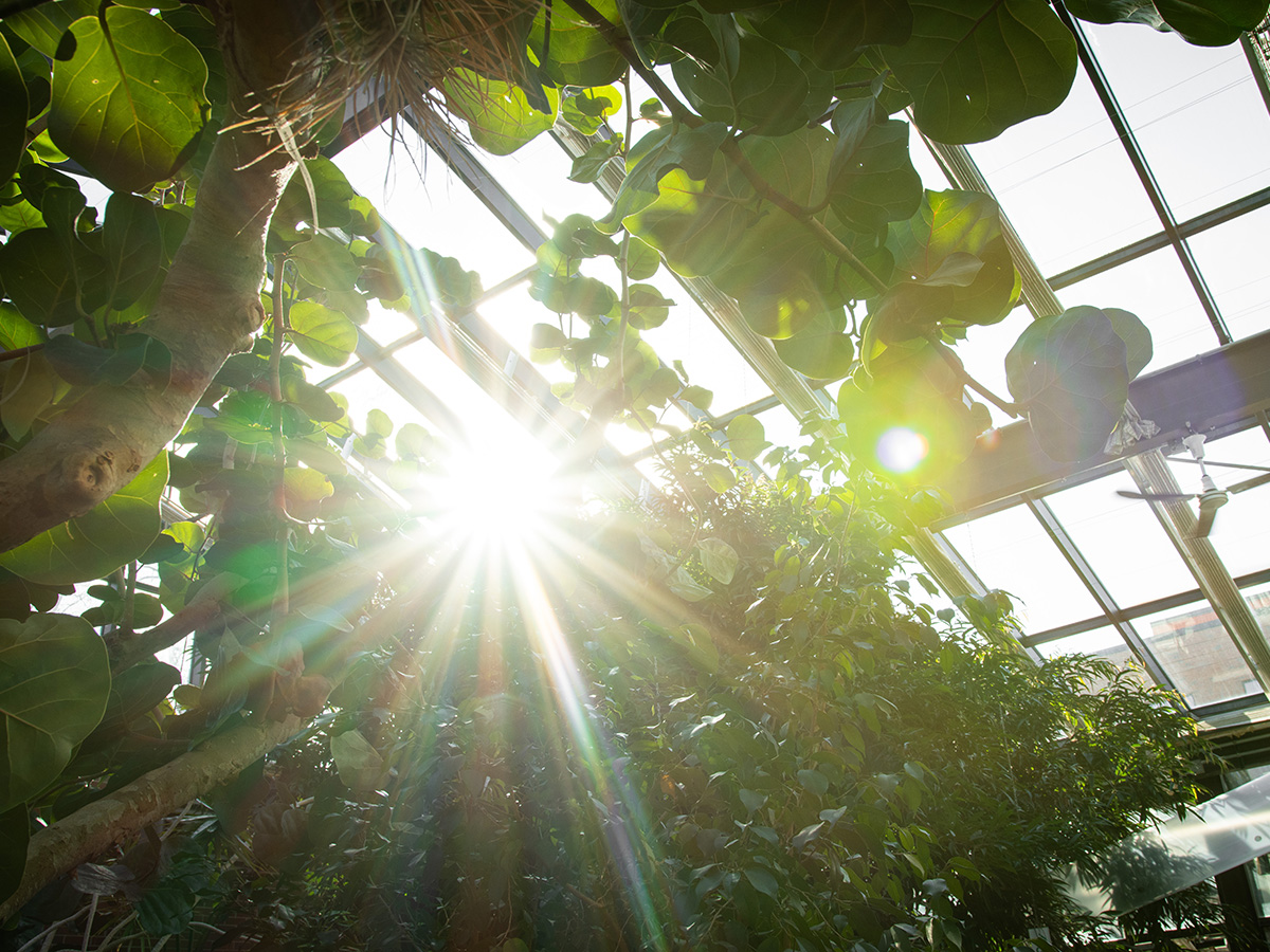 Sunlight shining through the leaves of a greenhouse.