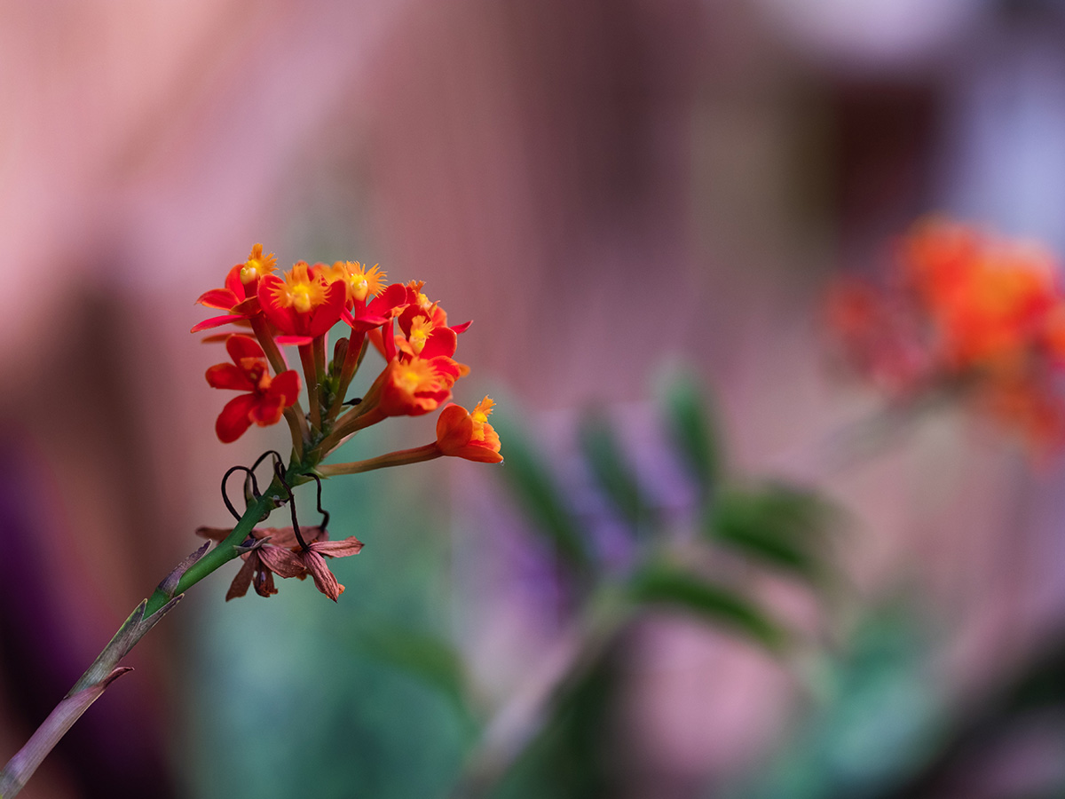 A close up of a reddish orange flower.