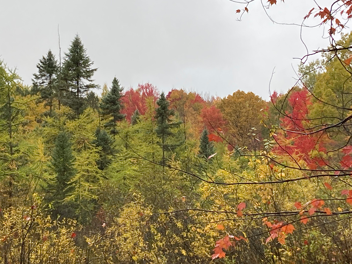 A forest of trees with different colored leaves.