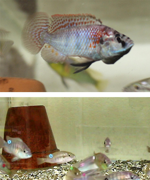 Multicolored Astatotilapia burtoni fish swimming in a fish tank.