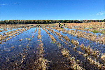 20250417_Lammers_Wetlands_360x240