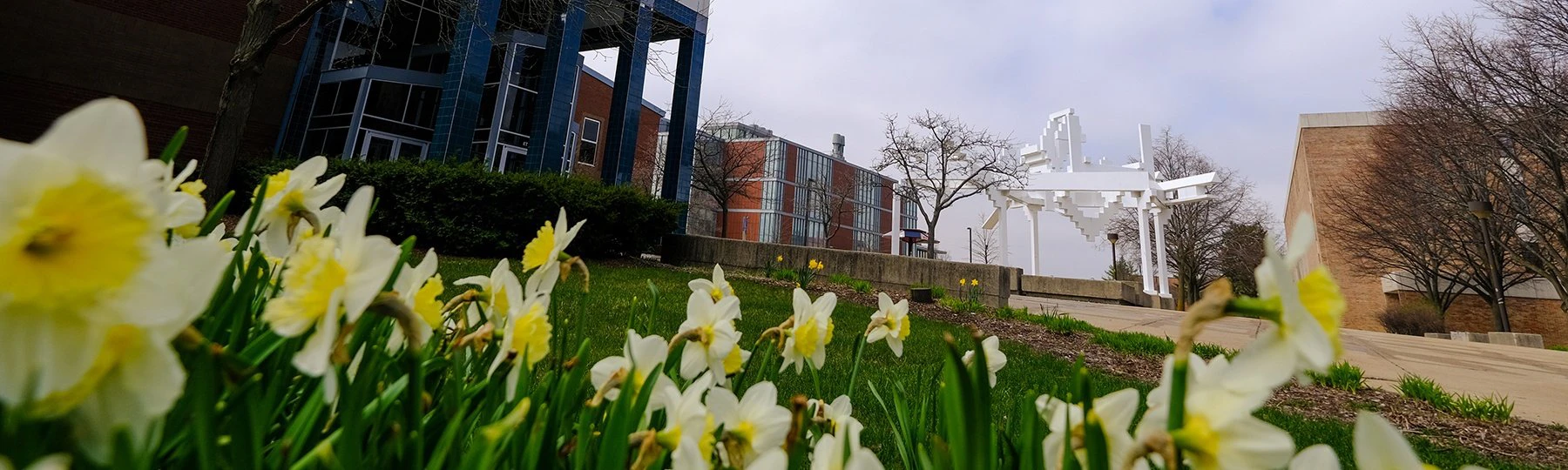 a group of flowers in a grassy area