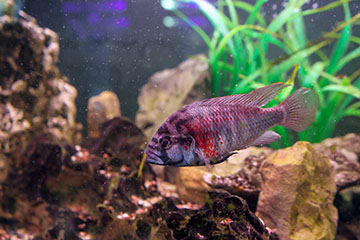 Social position changes the brains of fish