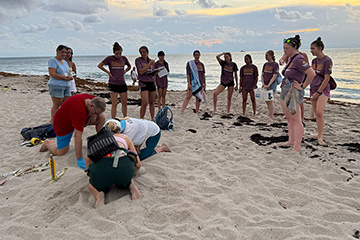 121124_AB turtles_GEN_MarCom_AWA_26 360x240
