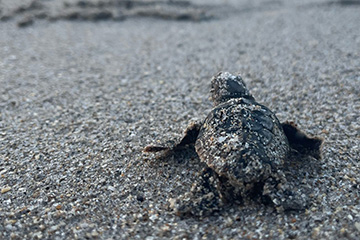 A dark colored baby sea turtle paddles across sand