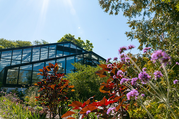 Beautiful flowers in the foreground in front of a glass building