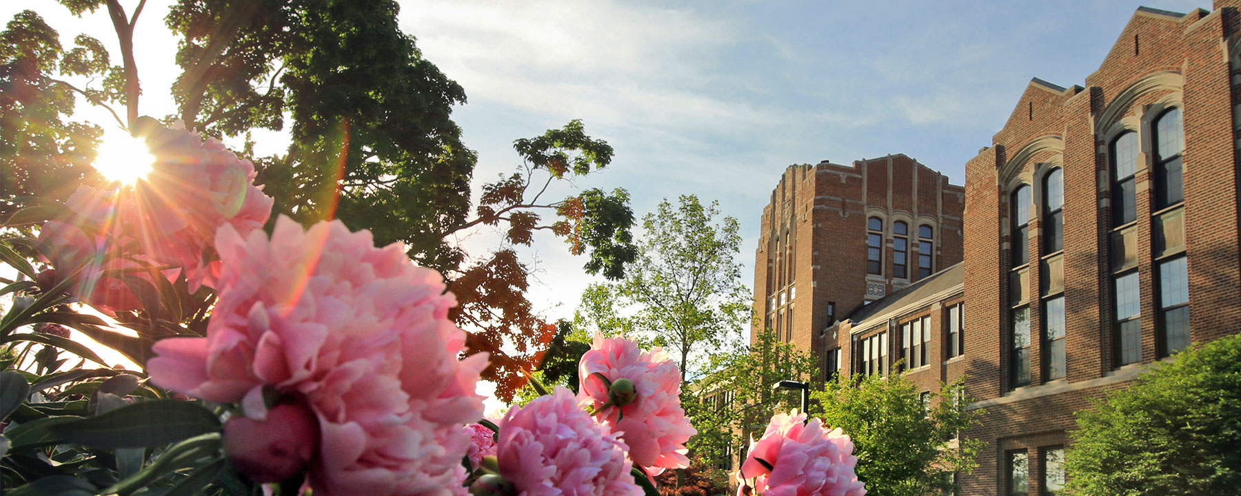 Outside of Warriner, landscape image captures pink flowers close up as the sun shines through greenery