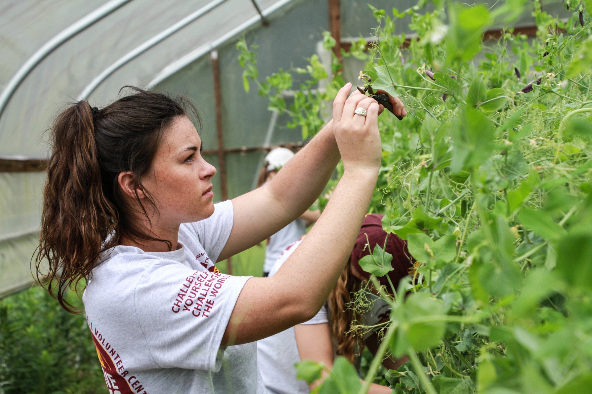Alternative Break participant pruning plant