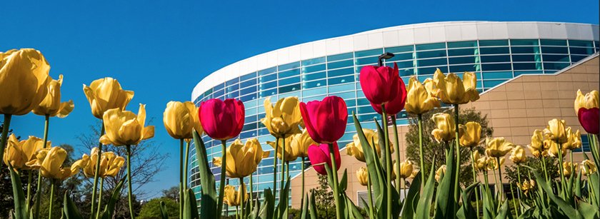 OSC Library Tulips Yellow and pink tulips with the Charles V. Park Library in the background.